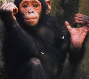 Nigeria-Kamerun-Schimpanse